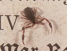 Kaldari pseudoscorpion 01.jpg