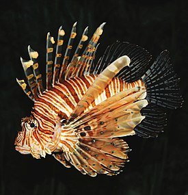 Common lion fish Pterois volitans 2.jpg