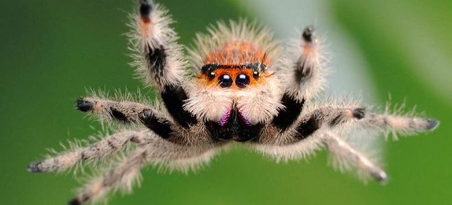 к чему снятся пауки большие