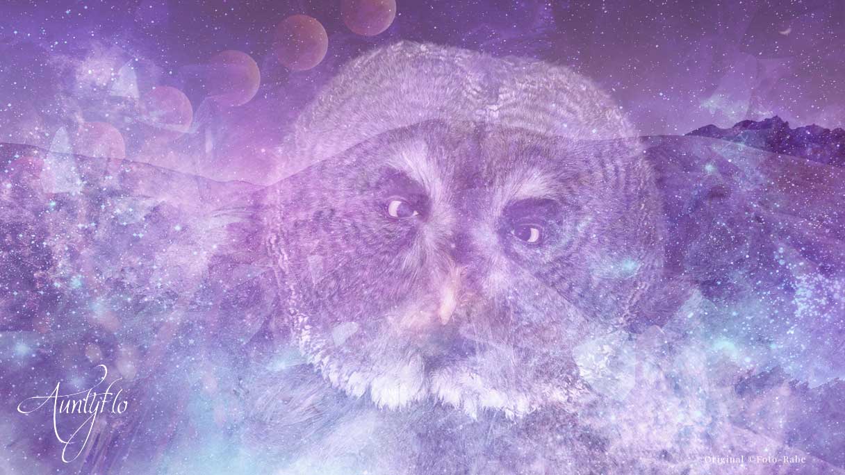 Dreams Owl