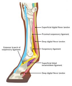 Equine tendon and ligament injury treatment