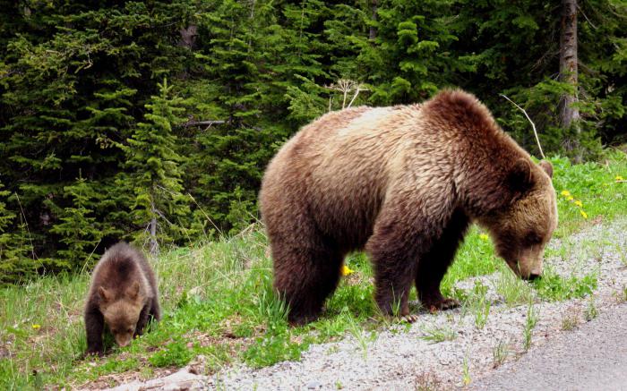 сон медведь с медвежонком