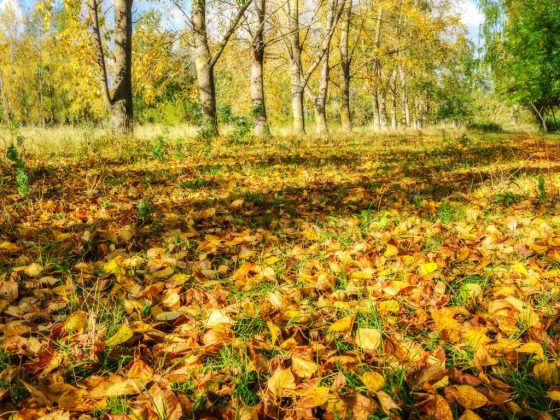 Град сулит богатый урожай