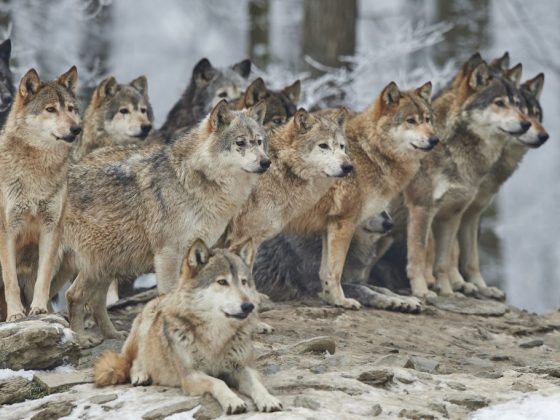 Серые волки символизируют напрасные страхи