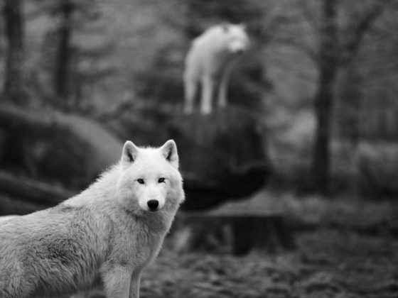 Видеть белого волка во сне – к успешному выявлению предателя