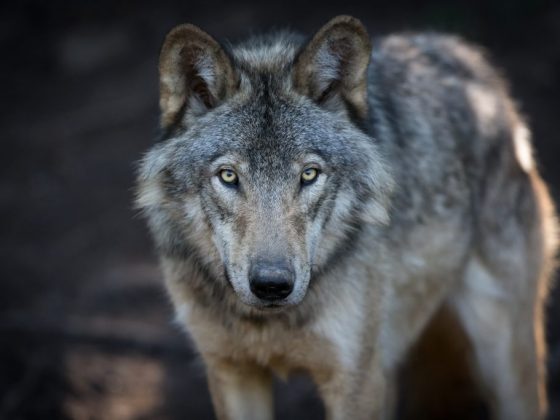 Эзоп утверждал, что серый волк символизирует опасного противника
